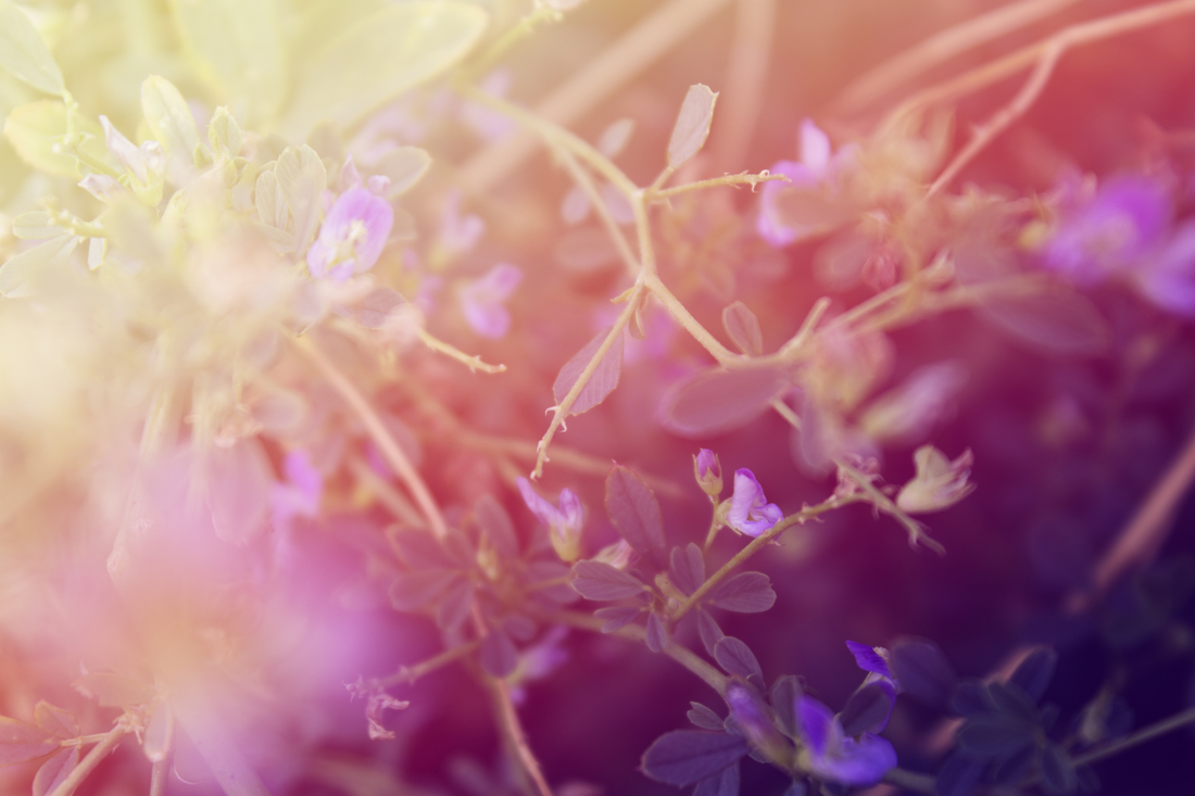 How to Choose a Natural Perfume: A Perfumer's Guide