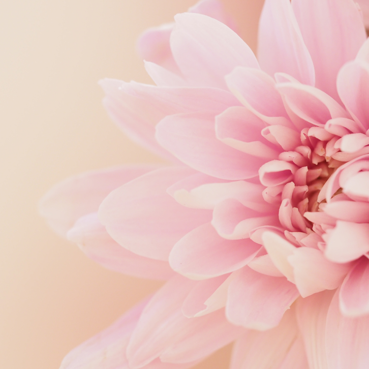 Floral perfumes at the Clarens Parfumerie
